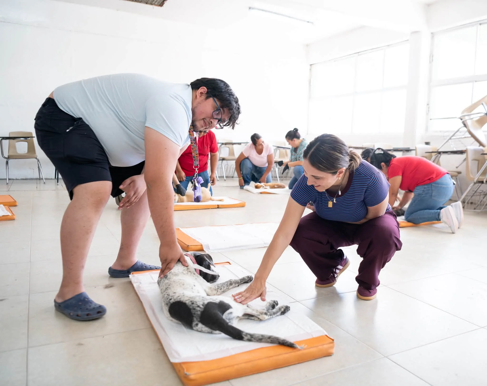 Más de 400 mascotas esterilizadas en campaña gratuita en Ciudad Juárez - archivo 3