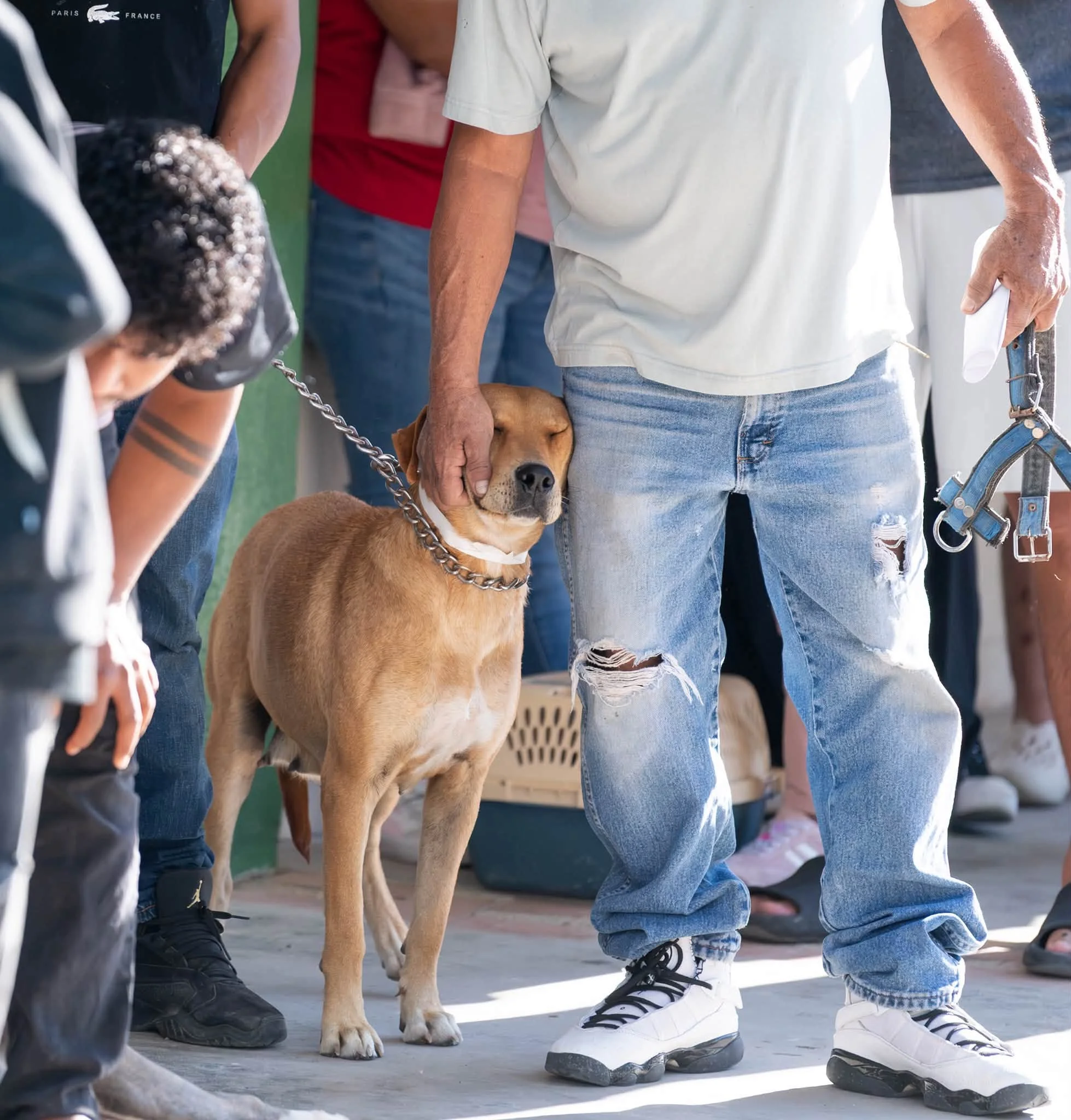 Más de 400 mascotas esterilizadas en campaña gratuita en Ciudad Juárez - archivo 4
