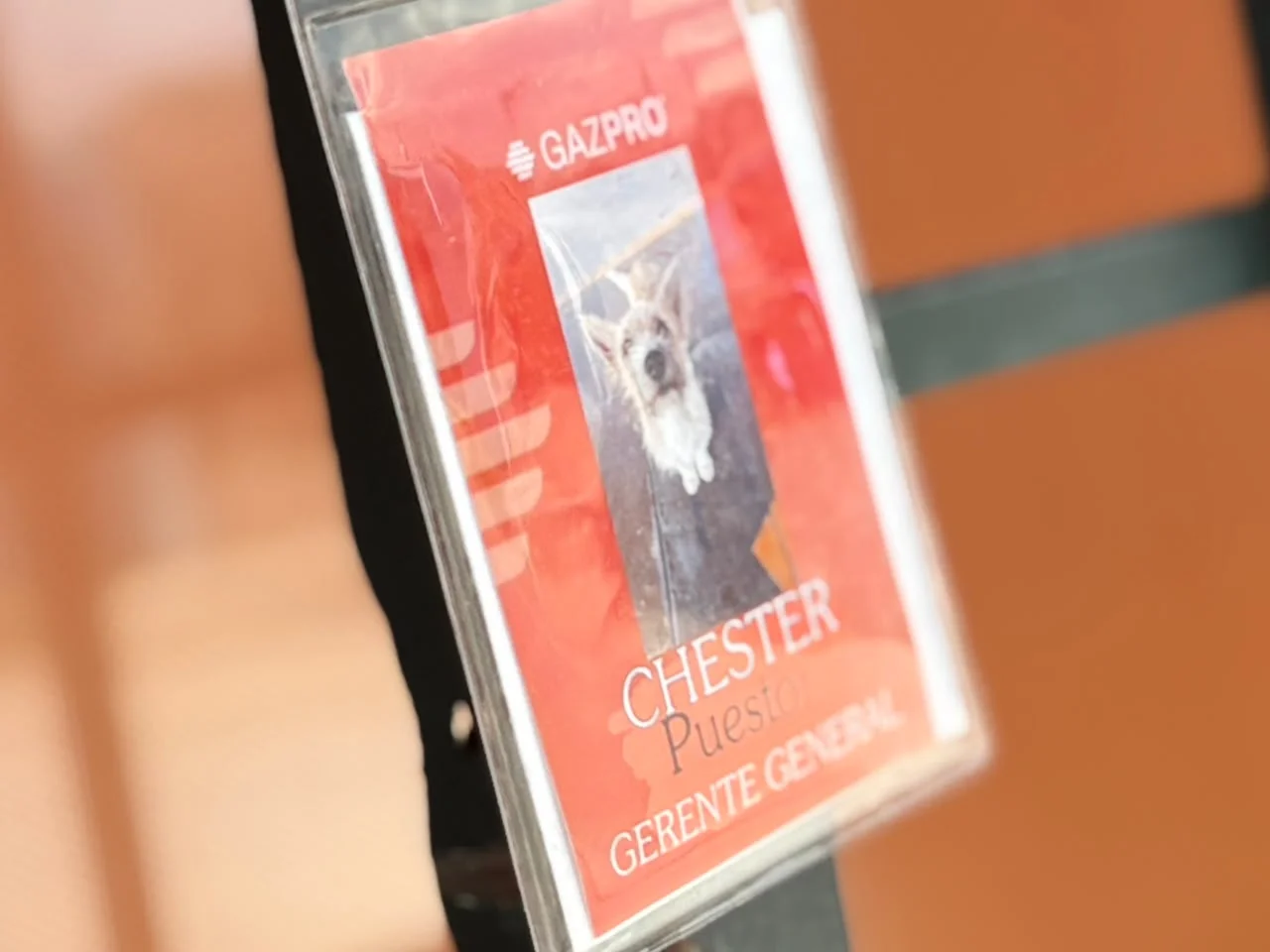 Chester el perro gerente de una gasolinera en Juárez  - archivo 3