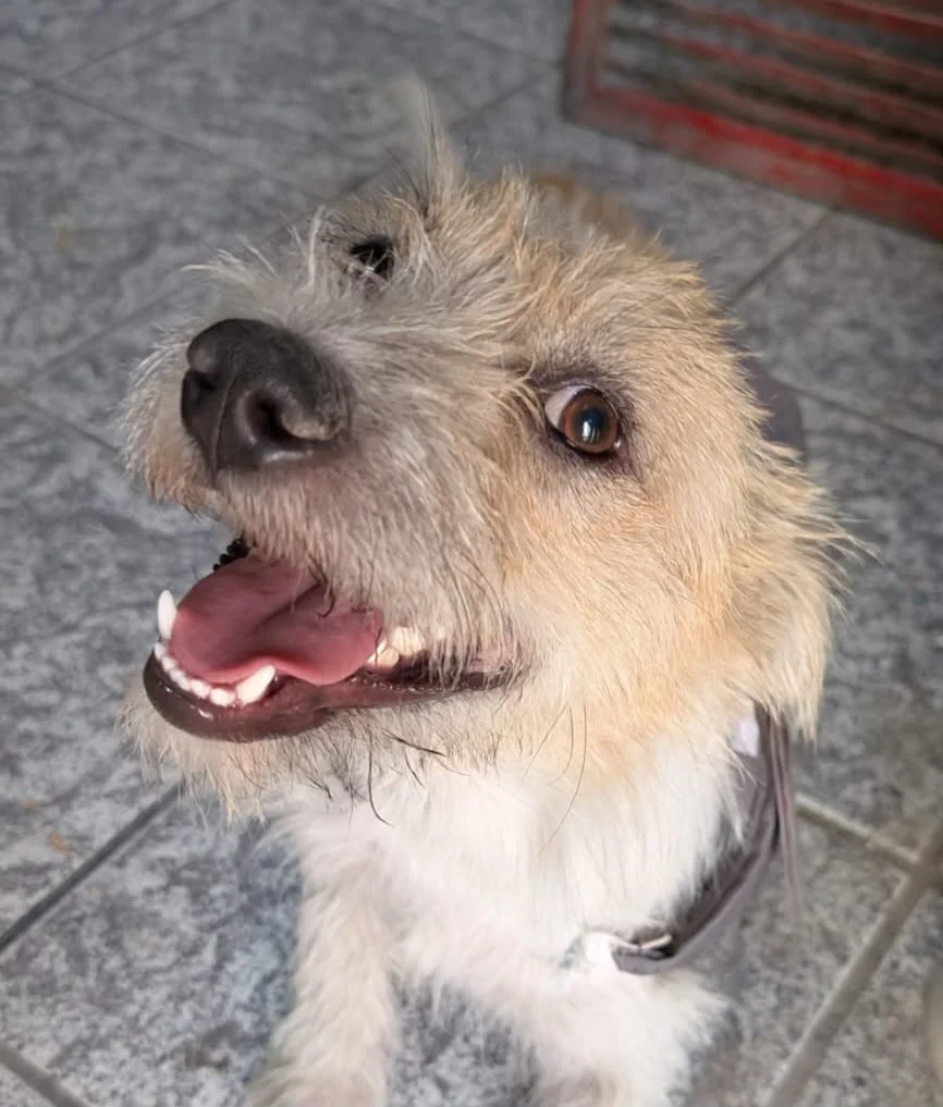 Chester el perro gerente de una gasolinera en Juárez  - archivo 4