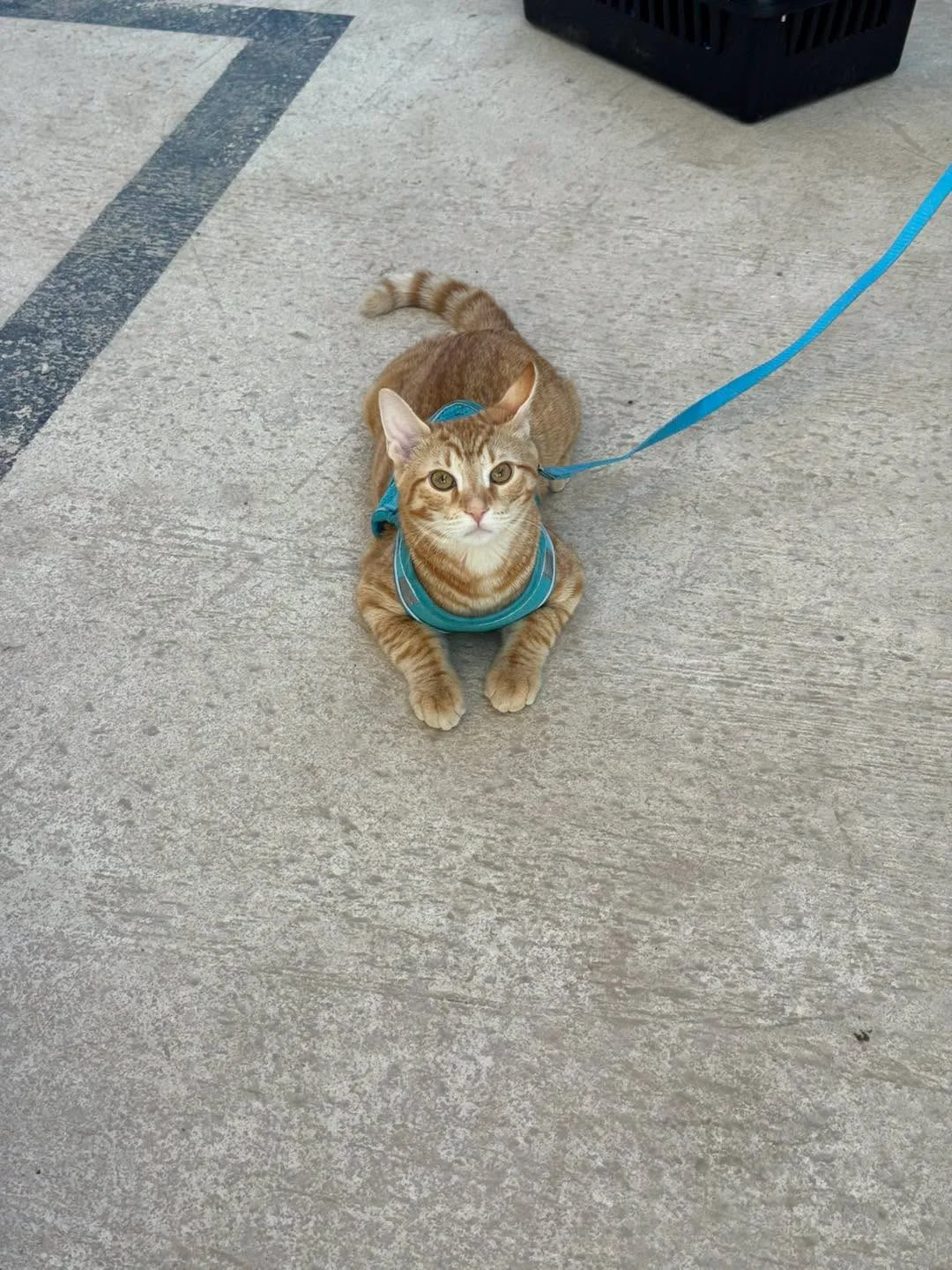 Julio: más acciones por el bienestar animal  - archivo 4